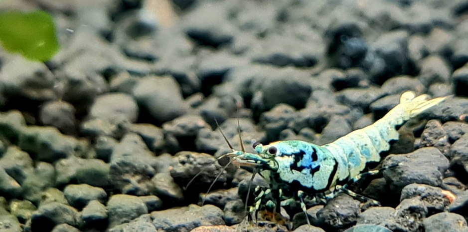 Tép Black Galaxy BOA Shrimp