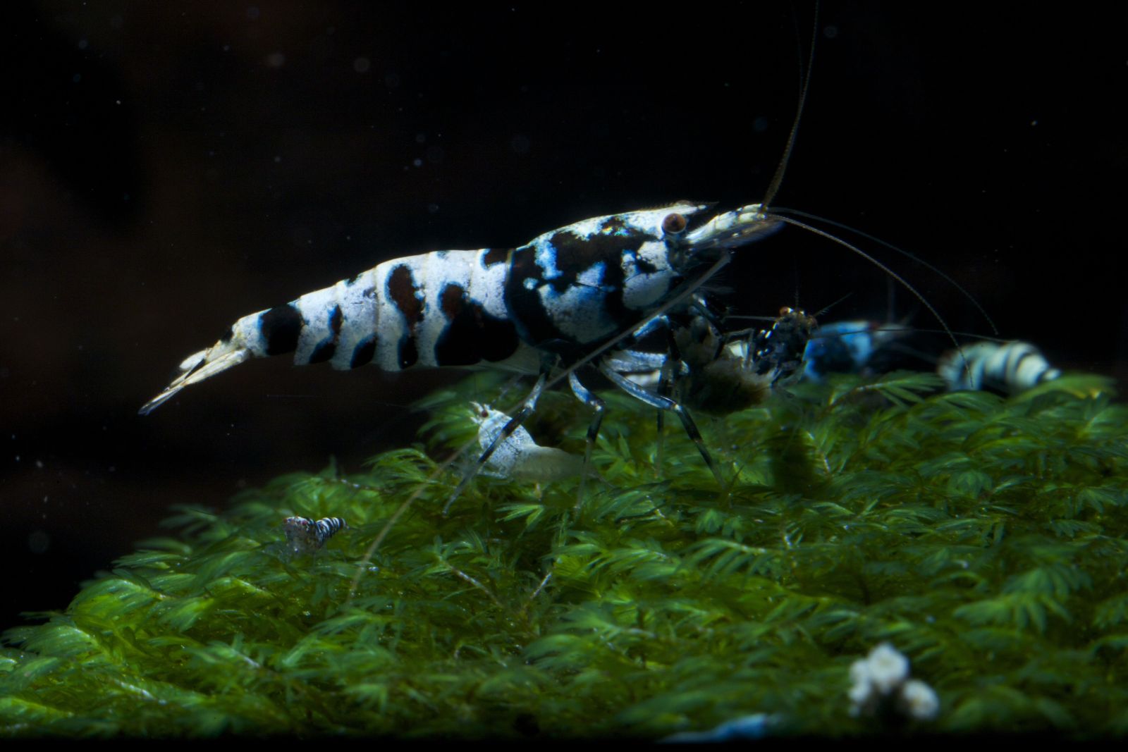 Tép Black Galaxy Tiger Shrimp