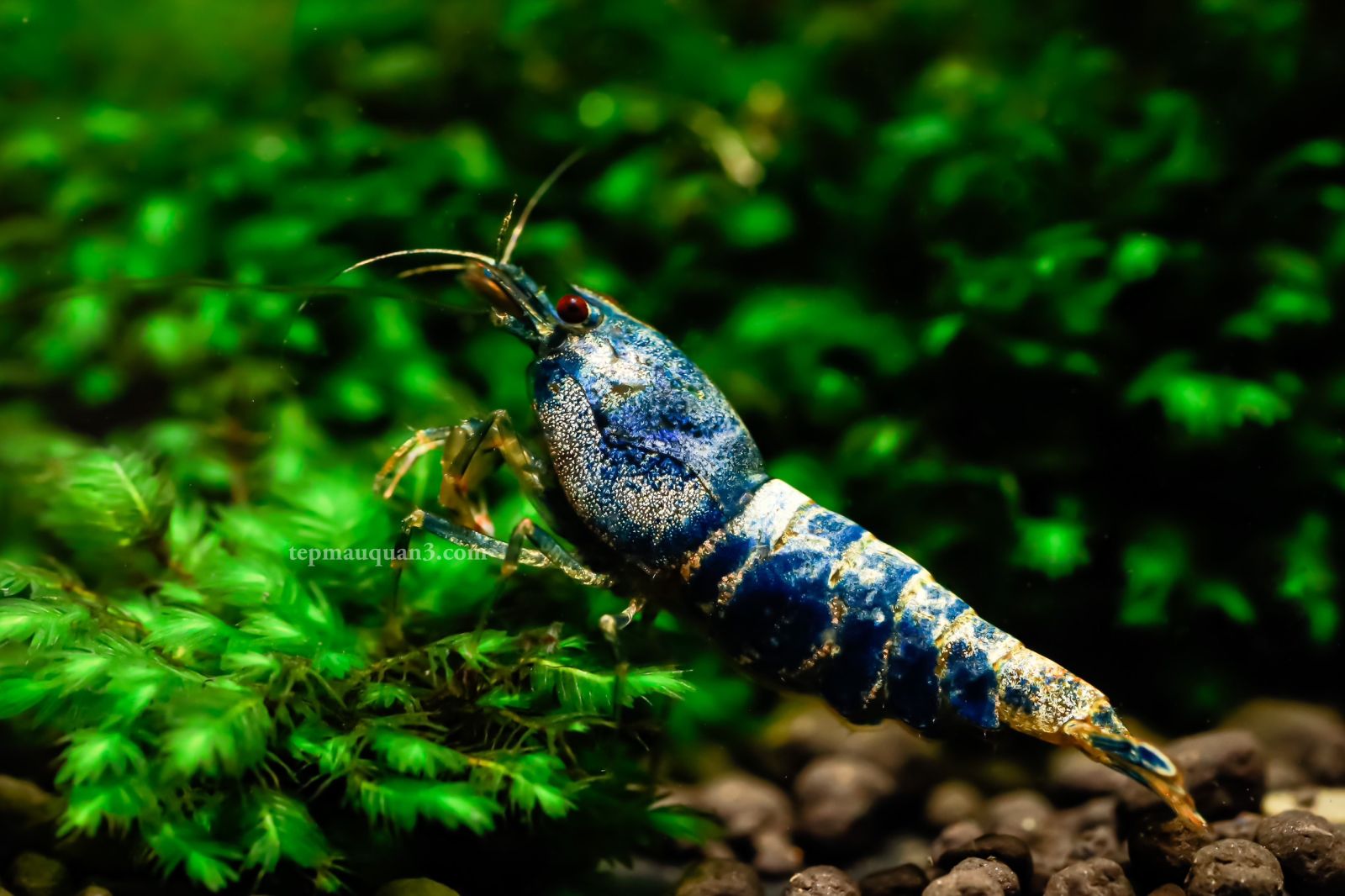 Tép BlueBolt Shrimp