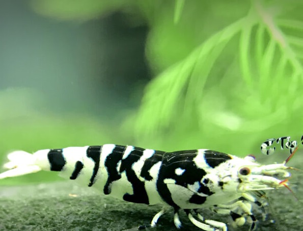 Tép Cảnh Black Fancy Tiger Shrimp