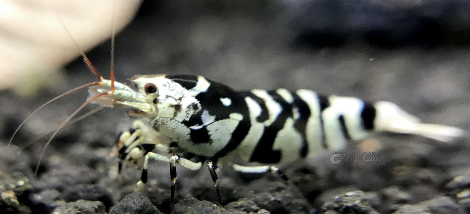 Tép Cảnh Black Fancy Tiger Shrimp