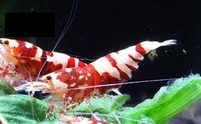 Tép Cảnh Red Galaxy Tiger Shrimp