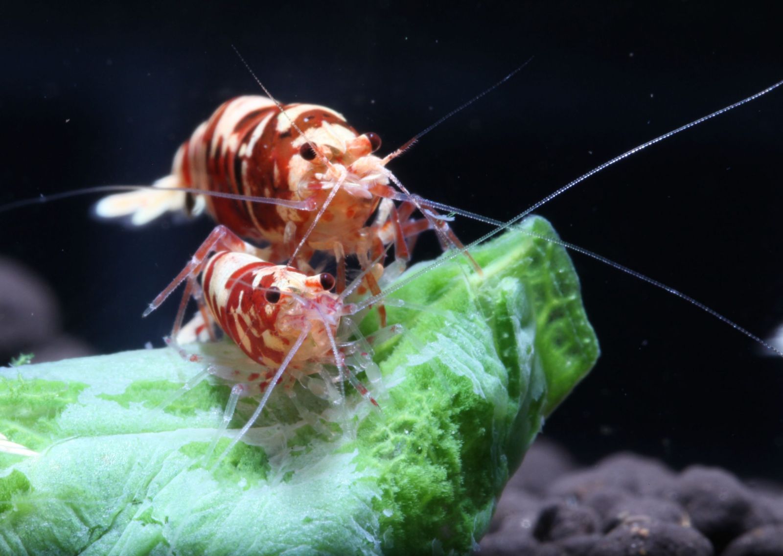 Tép Cảnh Red Galaxy Tiger Shrimp