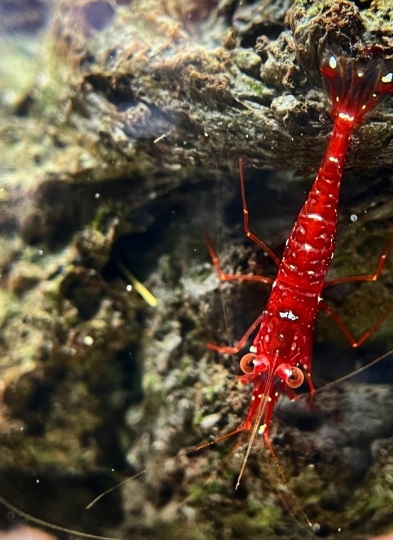 Tép Cảnh Sulawesi Red Orchid