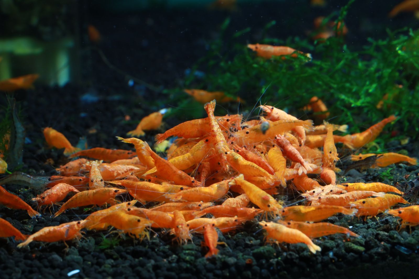 Tép Cam Orange Shrimp