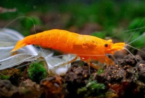 Tép Cam Orange Shrimp