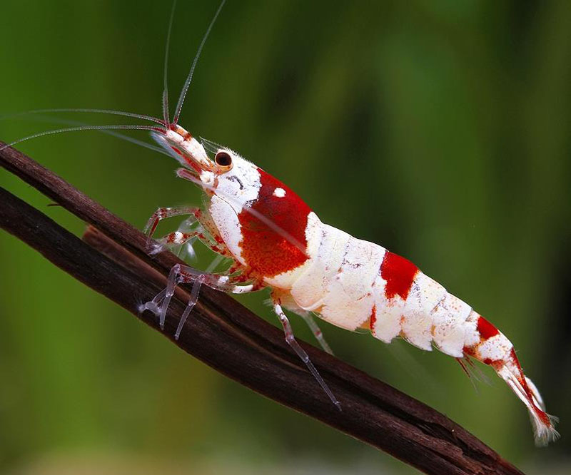  Tép Ong Đỏ - Red Bee Shrimp