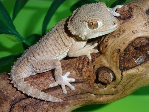 Tắc Kè Helmeted Gecko