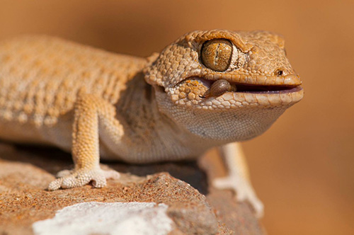 Tắc Kè Helmeted Gecko