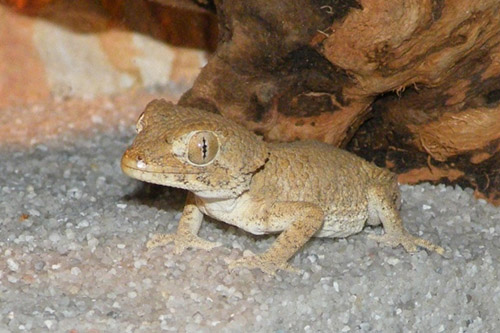 Tắc Kè Helmeted Gecko