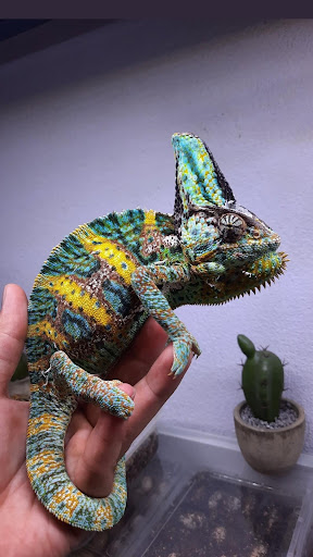 Tắc Kè Hoa Đổi Màu Veiled Chameleon