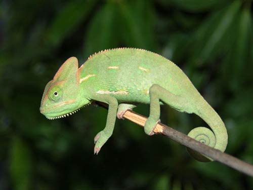 Tắc Kè Hoa Đổi Màu Veiled Chameleon