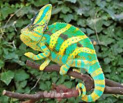 Tắc Kè Hoa Đổi Màu Veiled Chameleon