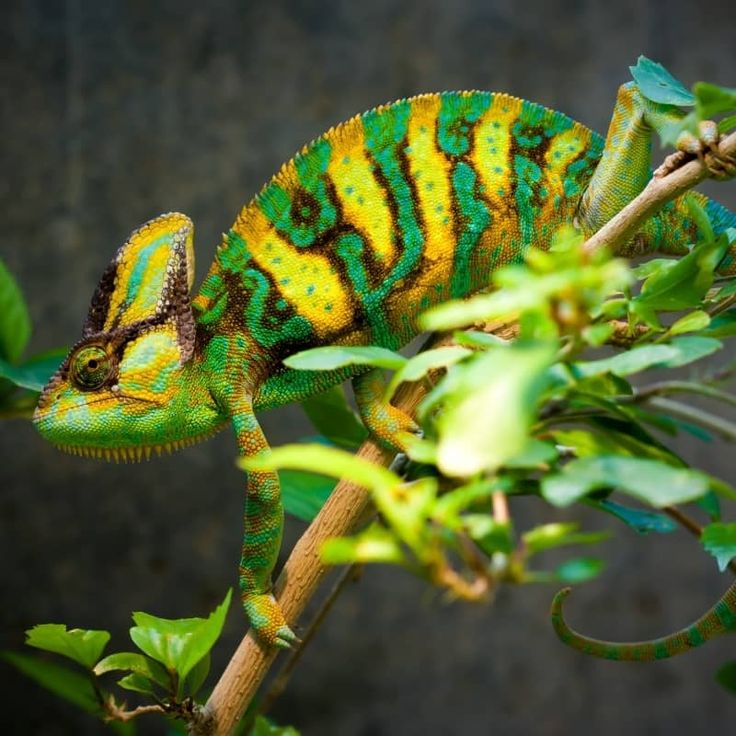 Tắc Kè Hoa Đổi Màu Veiled Chameleon