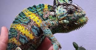 Tắc Kè Hoa Đổi Màu Veiled Chameleon