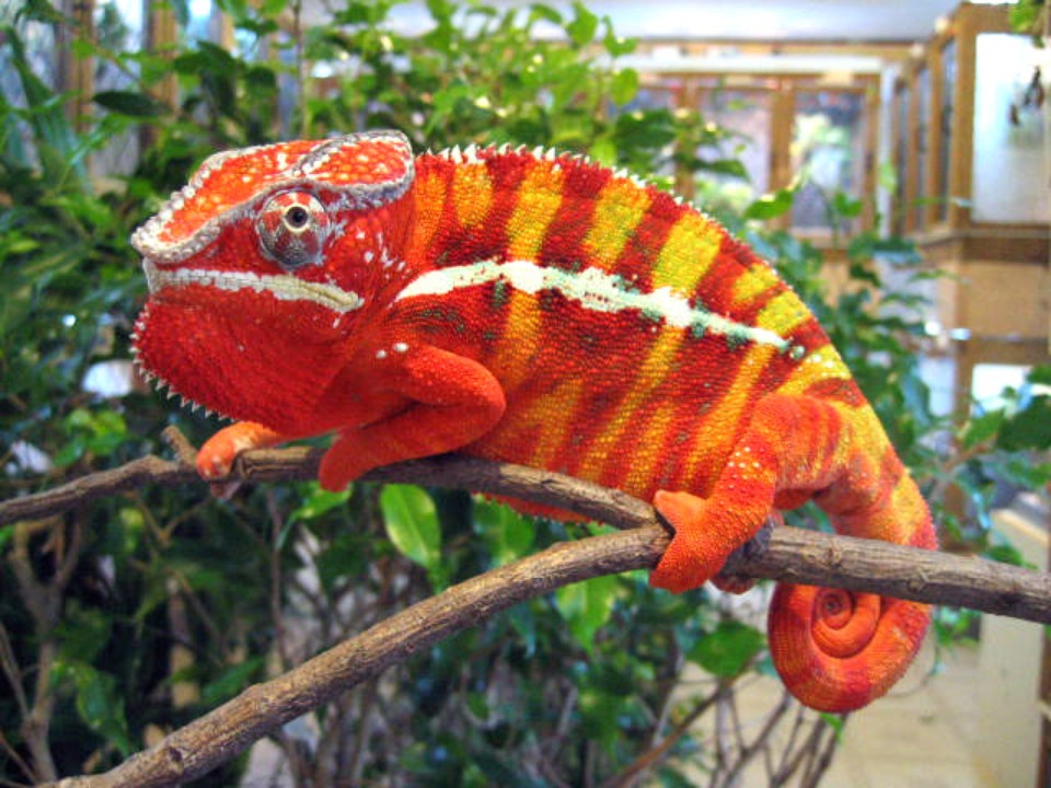 Tắc Kè Hoa Đổi Màu Veiled Chameleon