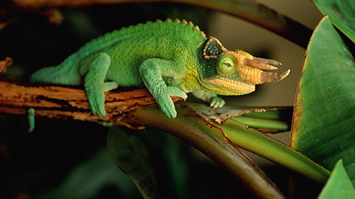 Tắc Kè Hoa Jackson Chameleon