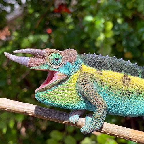 Tắc Kè Hoa Jackson Chameleon