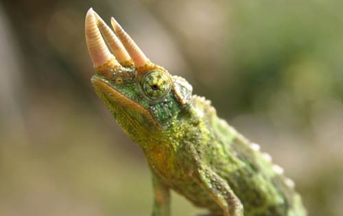 Tắc Kè Hoa Jackson Chameleon