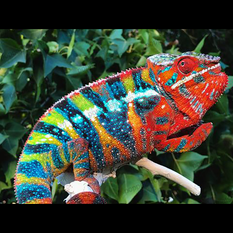 Tắc Kè Hoa Panther Chameleon