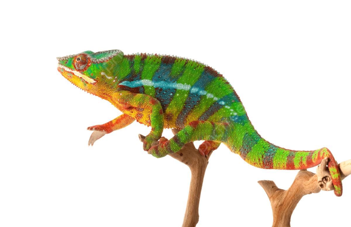 Tắc Kè Hoa Panther Chameleon