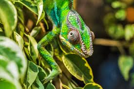 Tắc Kè Hoa Panther Chameleon