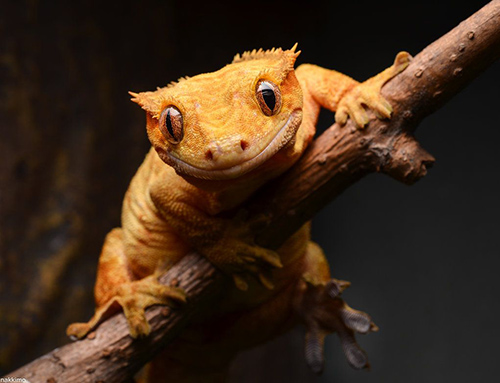 Tắc kè Crested Gecko