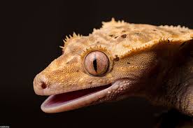 Tắc kè Crested Gecko