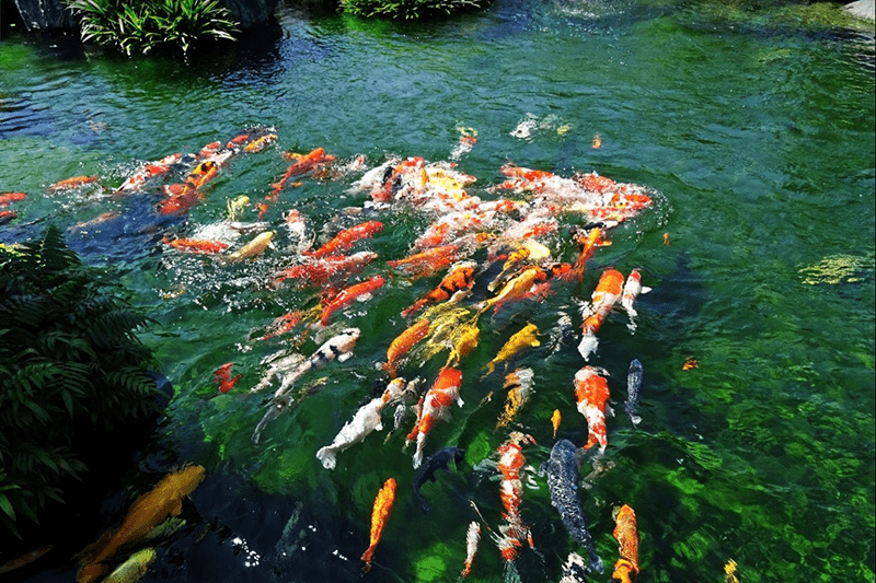 Tategoi và Tateshiga - người chơi cá koi cần biết