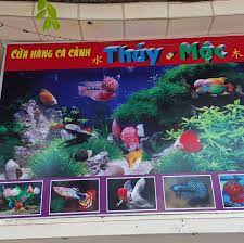 Cửa hàng cá cảnh