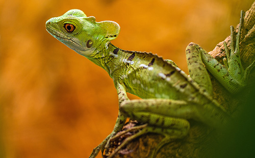 Thằn lằn cảnh Green Basilisk