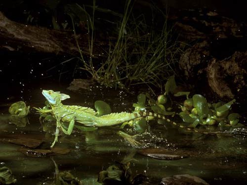 Thằn lằn cảnh Green Basilisk