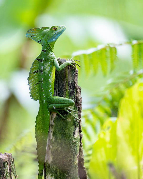 Thằn lằn cảnh Green Basilisk