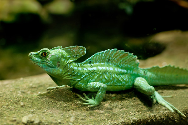 Thằn Lằn Cảnh Green Basilisk