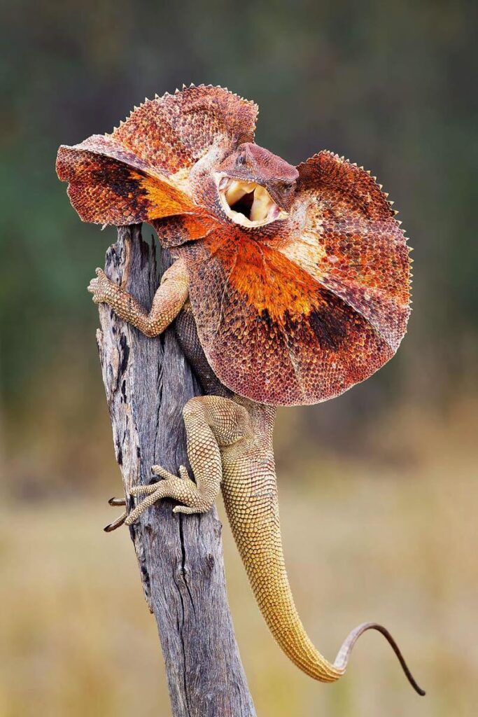 Thằn Lằn Cổ Bướm Frilled Lizard