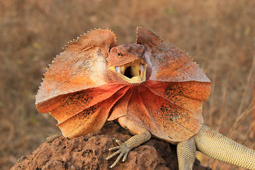 Thằn Lằn Cổ Bướm Frilled Lizard