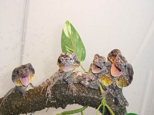 Thằn Lằn Cổ Bướm Frilled Lizard