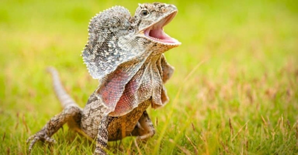 Thằn Lằn Cổ Bướm Frilled Lizard