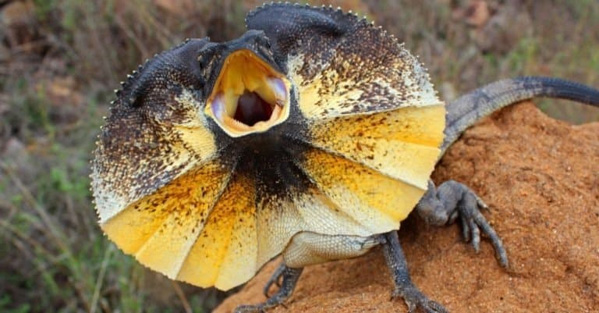 Thằn Lằn Cổ Bướm Frilled Lizard