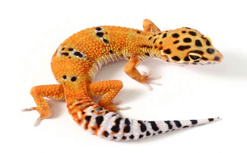 Thằn Lằn Da Báo Leopard Gecko