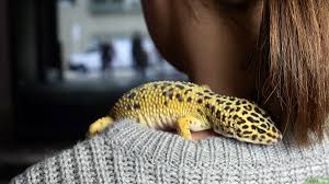 Thằn Lằn Da Báo Leopard Gecko