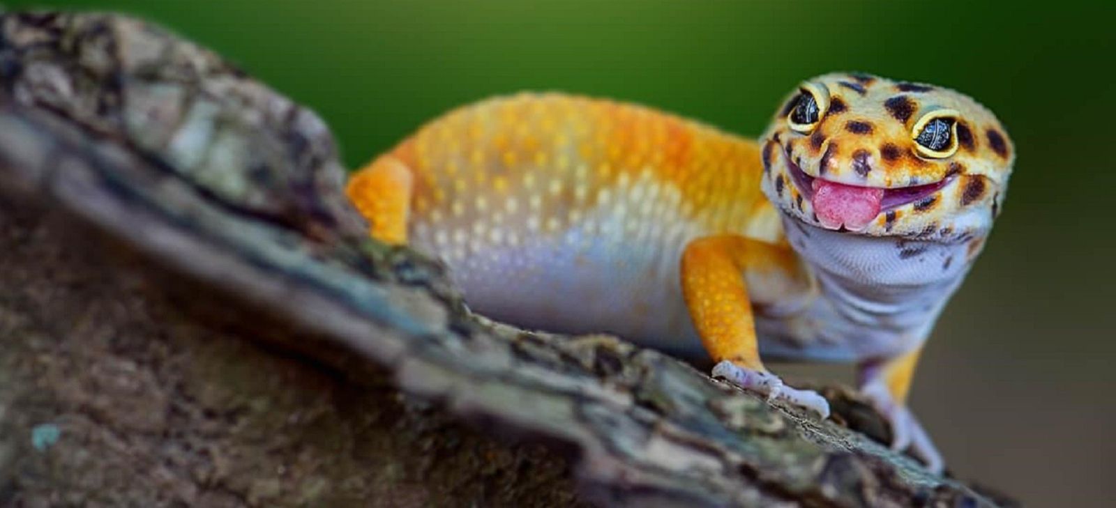 Thằn Lằn Da Báo Leopard Gecko