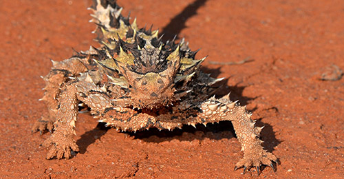 Thằn Lằn Gai Quỷ Thorny Devil Lizard