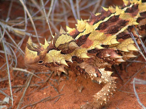 Thằn Lằn Gai Quỷ Thorny Devil Lizard