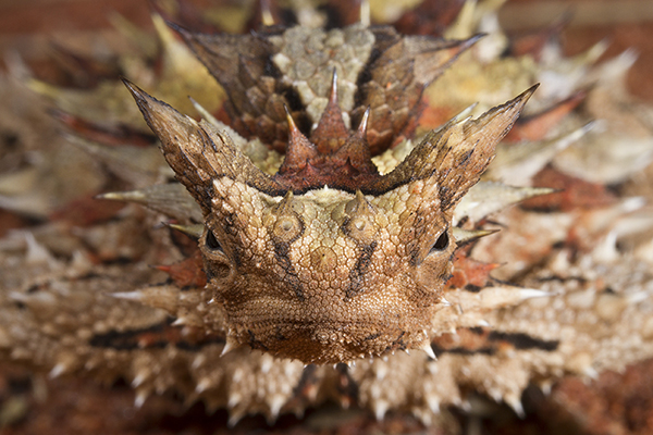 Thằn Lằn Gai Quỷ Thorny Devil Lizard