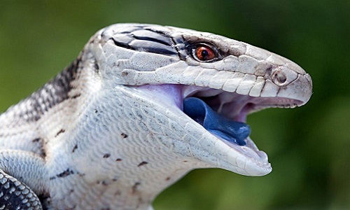 Thằn Lằn Lưỡi Xanh Blue Tongue