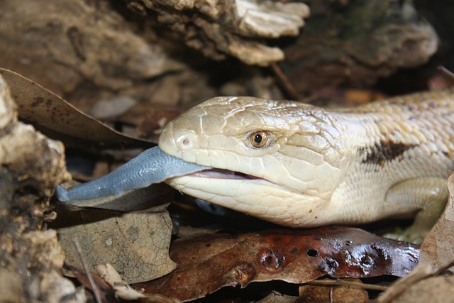 Thằn lằn lưỡi xanh Blue Tongue