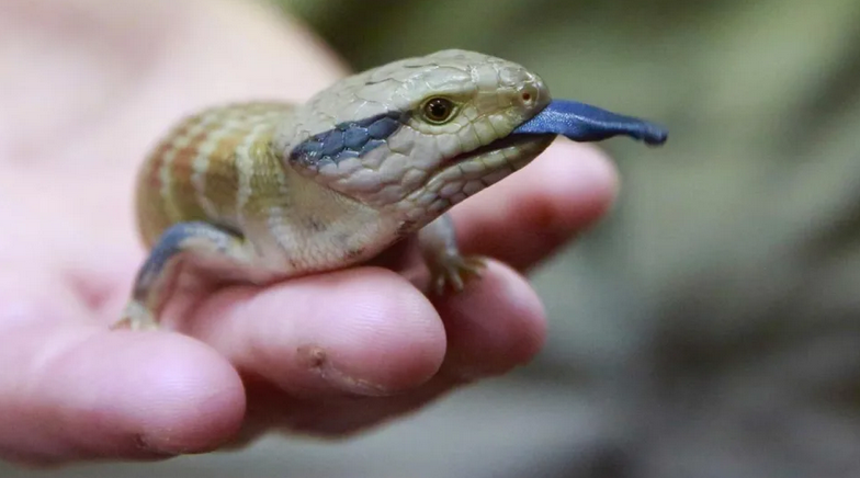 Thằn lằn lưỡi xanh Blue Tongue