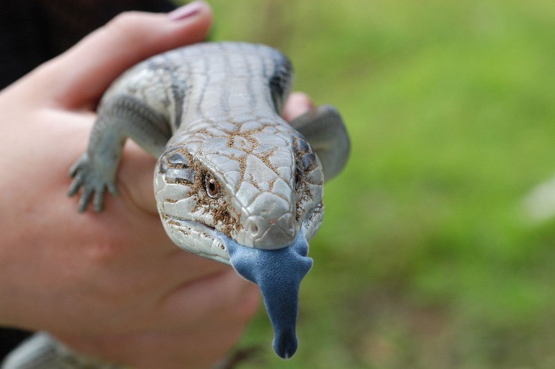 Thằn lằn lưỡi xanh Blue Tongue