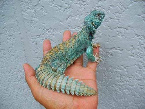 Thằn lằn đuôi gai Dabb Lizard & Uromastyx